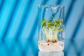 GMO plants in a biological laboratory